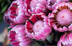 This protea variant, titled pink ice, features bright pink petals tipped in white