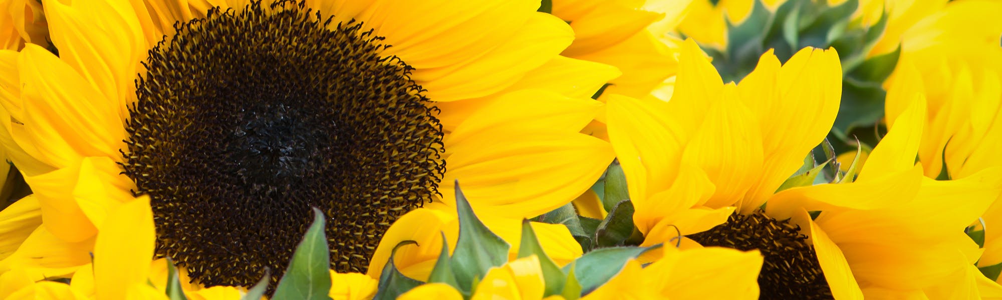 Busch's Florist Flower Delivery Jefferson City, MO Florist