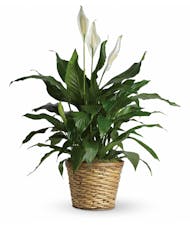 Peace Lily - Simply Elegant Spathiphyllum