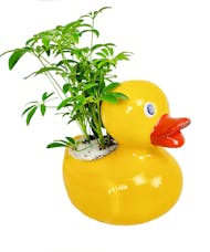 Ducky Planter