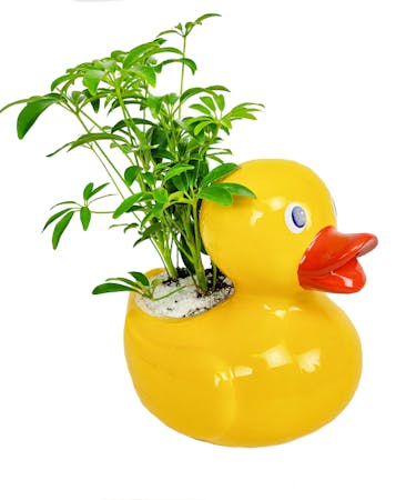 Ducky Planter