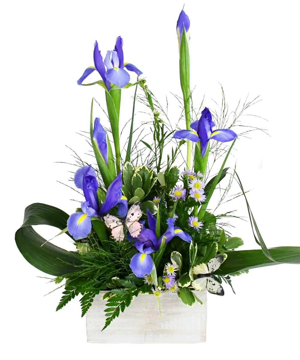 Iris in Bloom Jefferson City (MO) Flower Delivery Busch's Florist