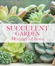 Express Pickup Succulent Garden