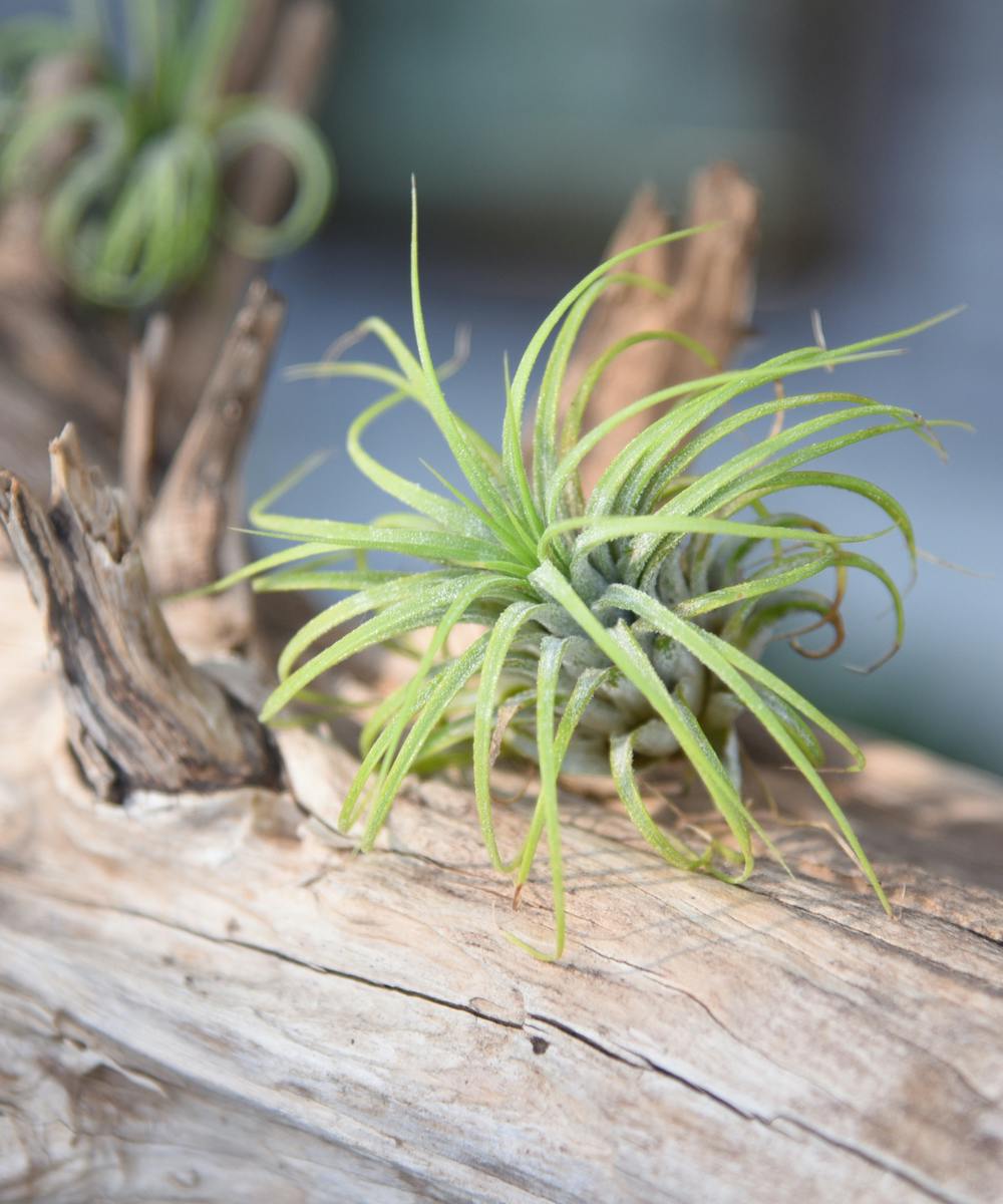 Air Plant for Sale Jefferson City Air Plant Delivery