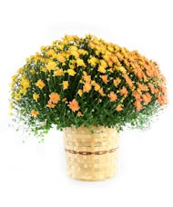 Chrysanthemums Basket
