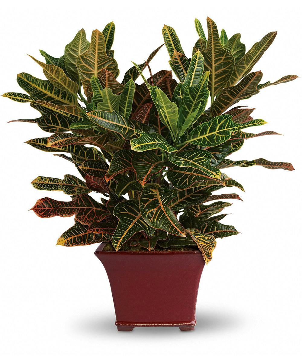 Stately Croton Jefferson City Greenhouse Plants for Delivery
