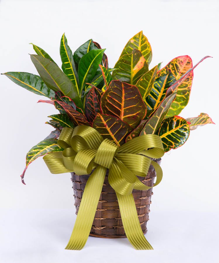 Garden Croton Plant Same Day Jefferson City Plant Delivery