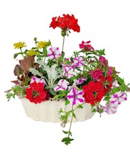 Blooming Annual Biodegradable Basket