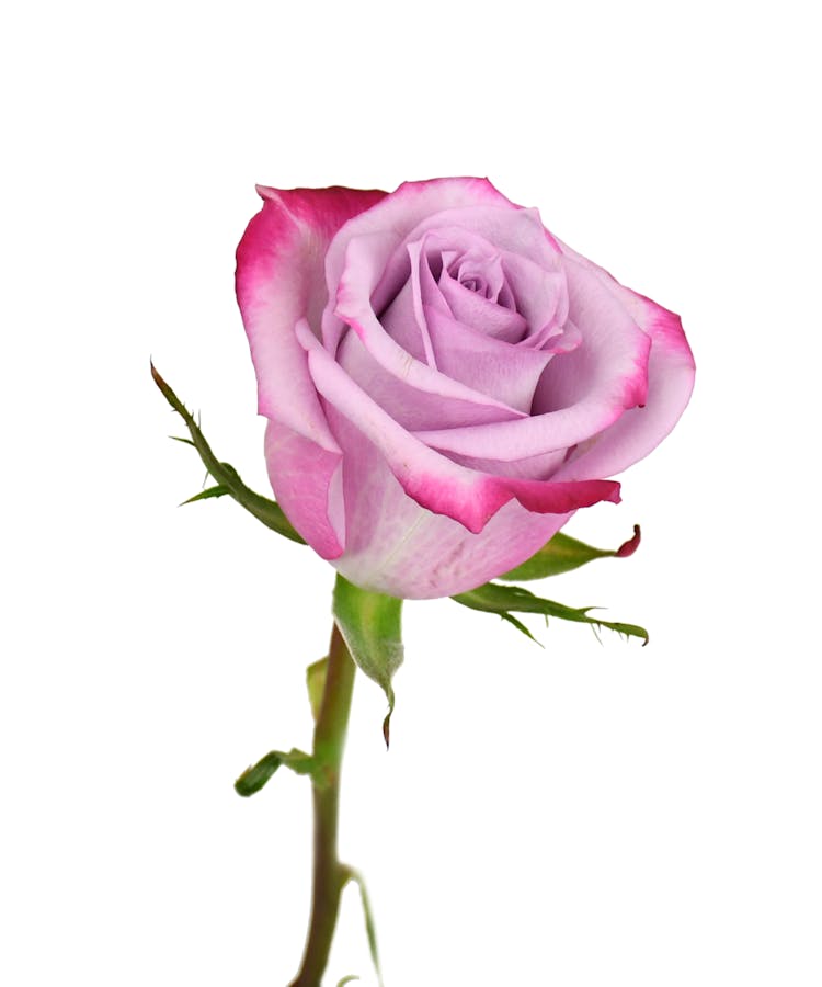 Two Dozen Long Stemmed Roses | Jefferson City Flower Delivery