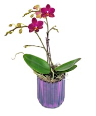 Purple Potted Double Orchid