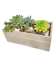 Wooden Succulent Box